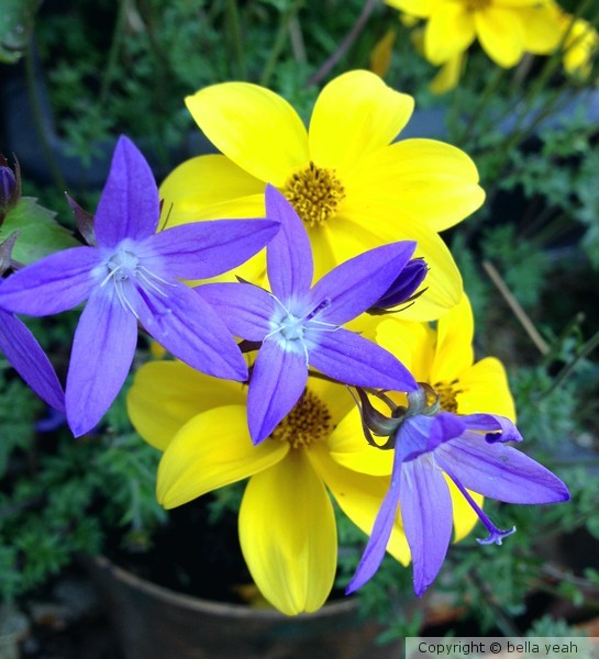 campanula meets bidens
