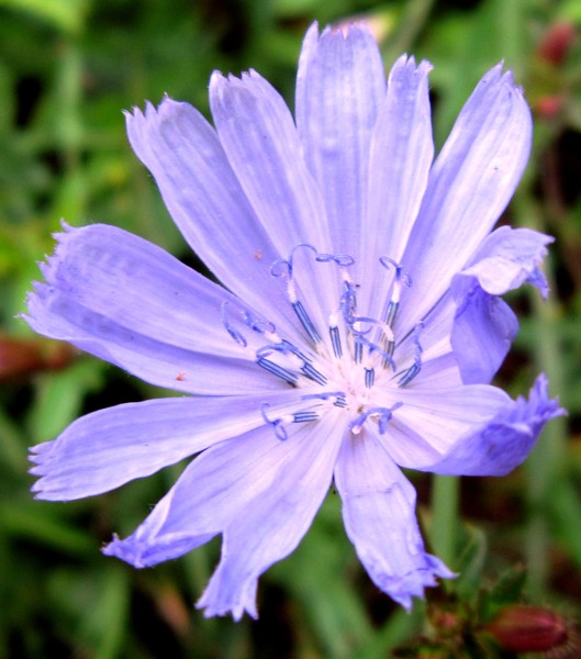 A flower