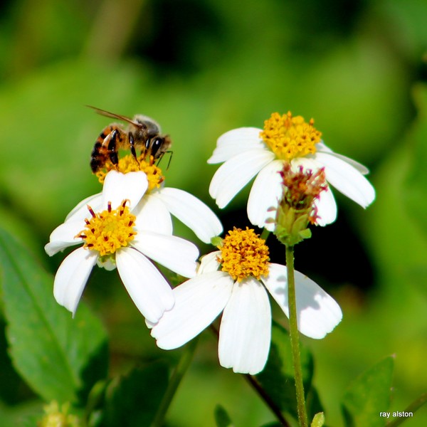 bumble bee 