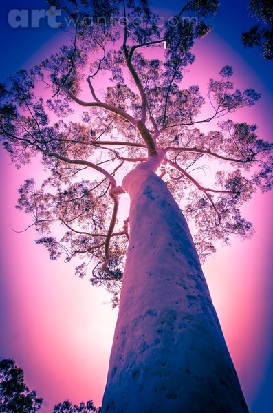 Purple Climber