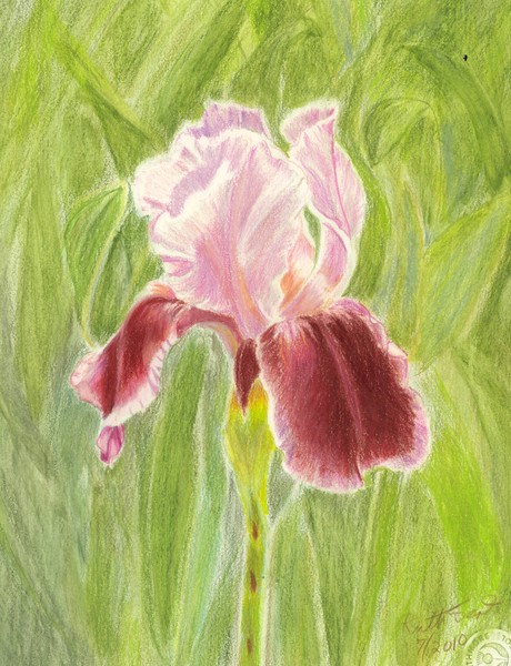 Iris