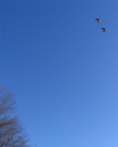 high in the sky