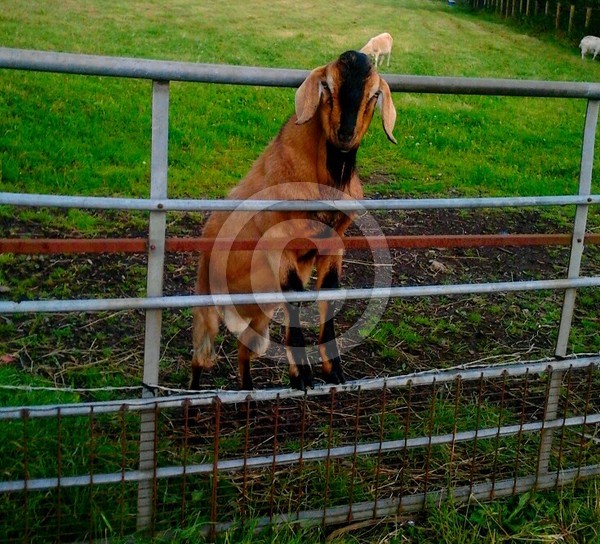 billy the goat
