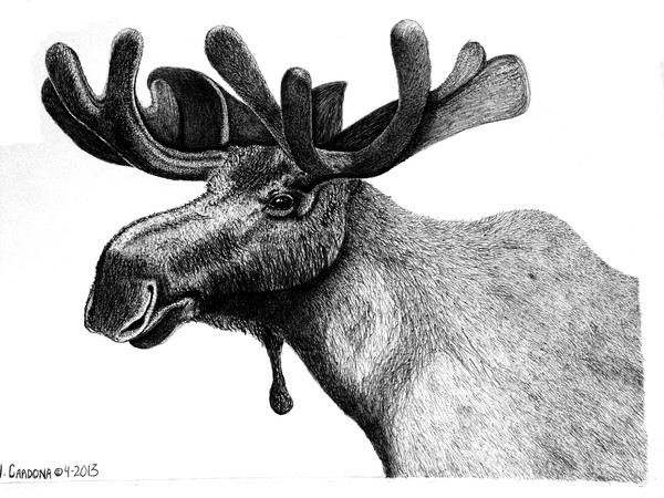Moose