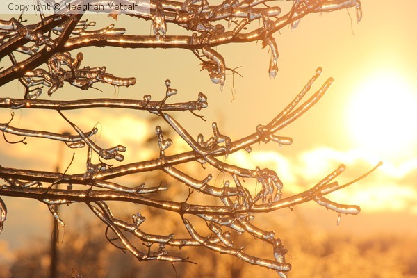 Frozen