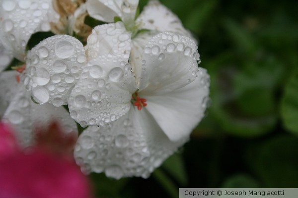 Summer Shower