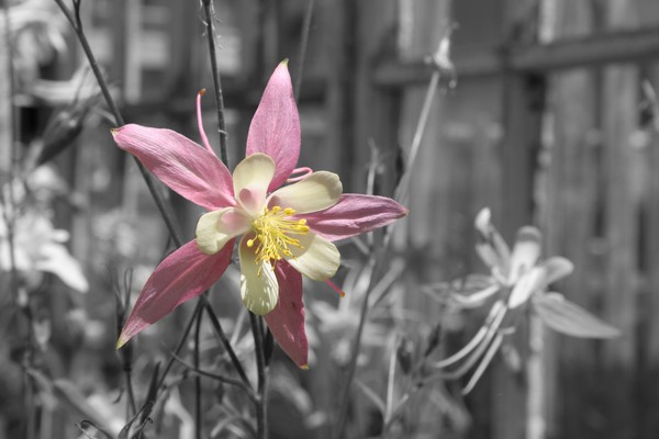 Giant Pink Columbine