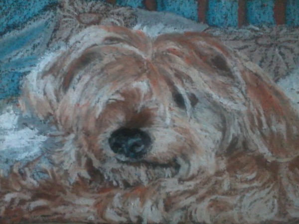 It's a dogs life