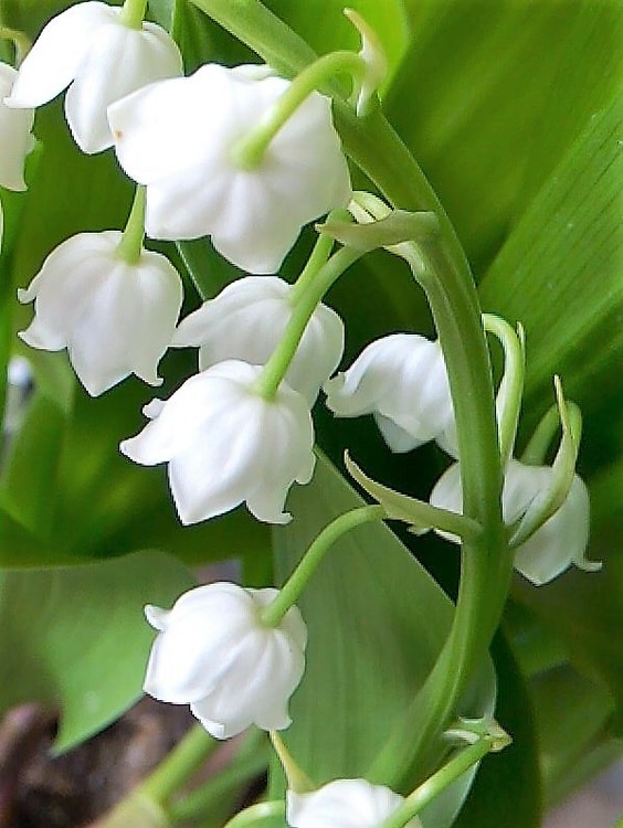 LILY OF THE VALLEY ...