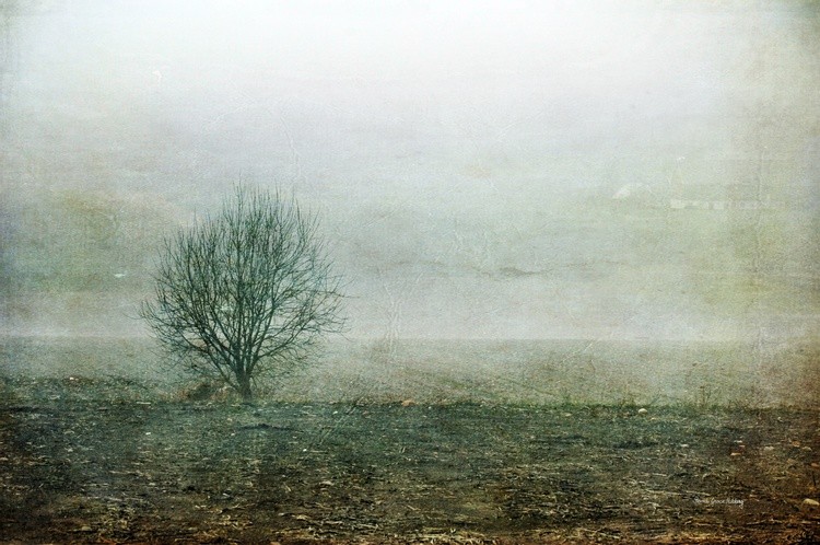 Lone Tree