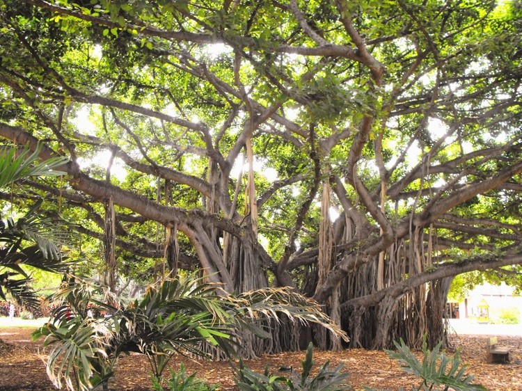 Karen Muro wonderful tree