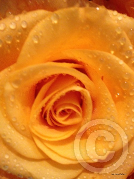 Yellow Rose Of Wonder