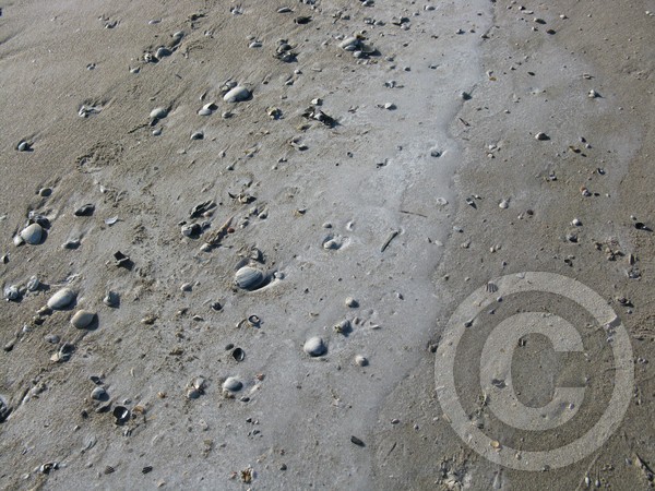 sandice