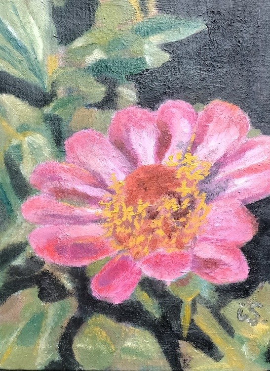 Zinnia
