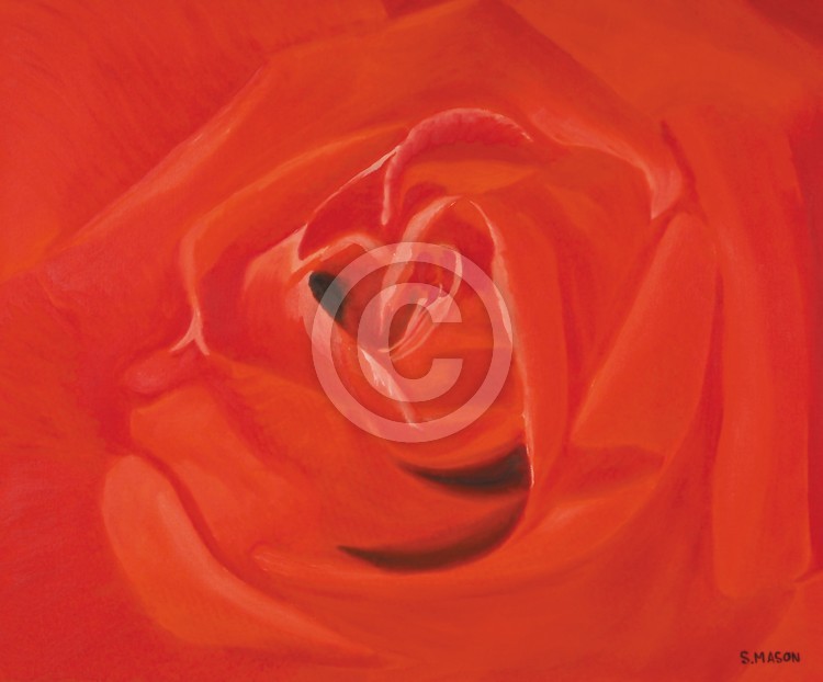 A rose for you.