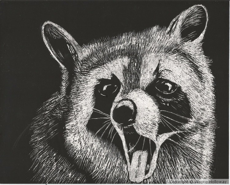 Rocky Raccoon