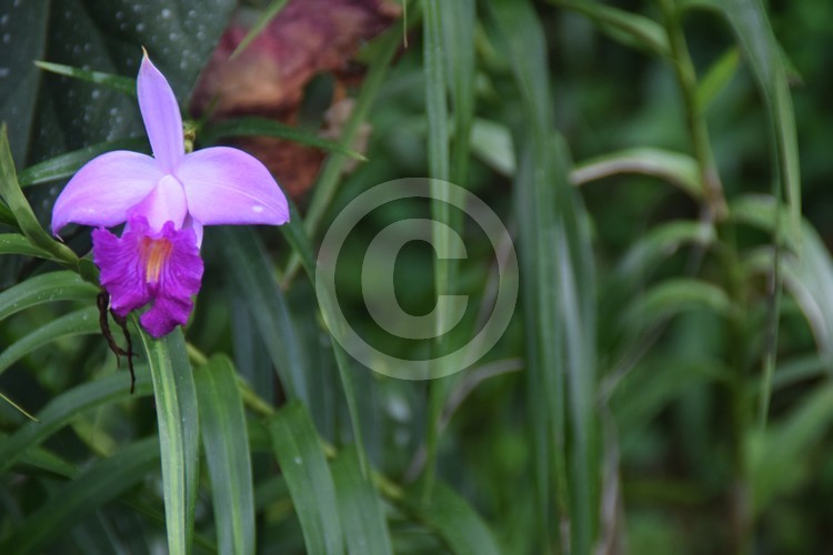 Malaysian Flowers