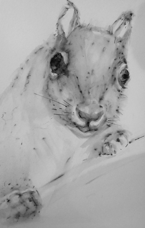 Squirrel Drawing