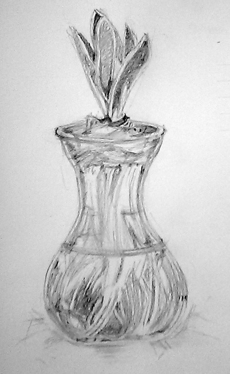 Budding Hyacinth Sketch