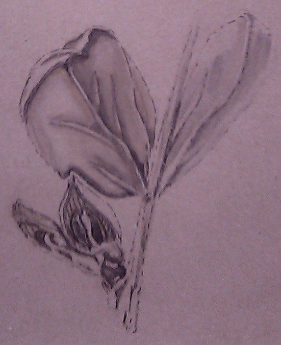 Windsor Fava Drawing