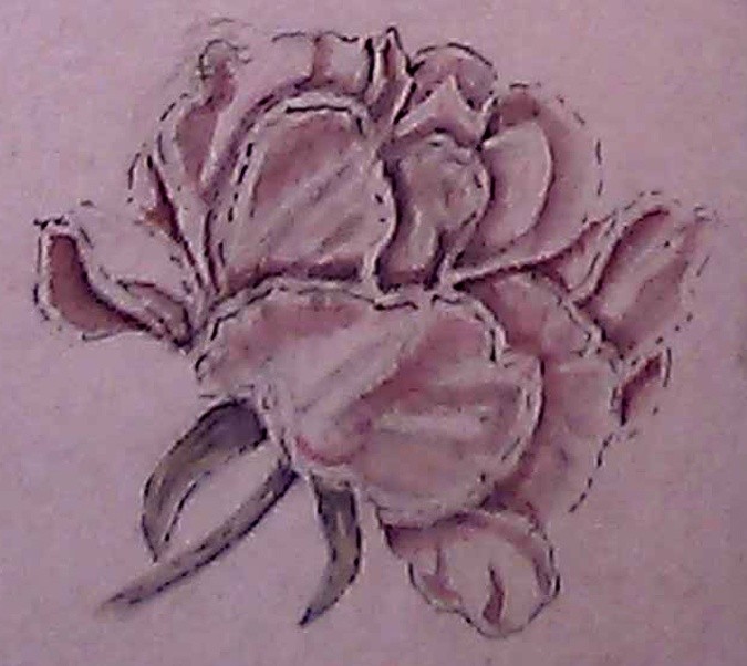 Light Pink Rose Watercolor