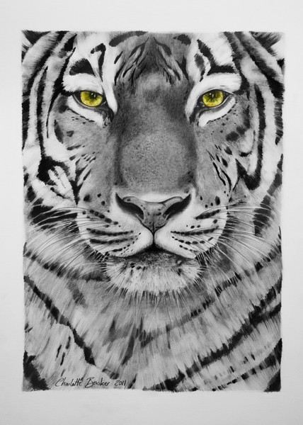 Tiger Drawing - 2011
