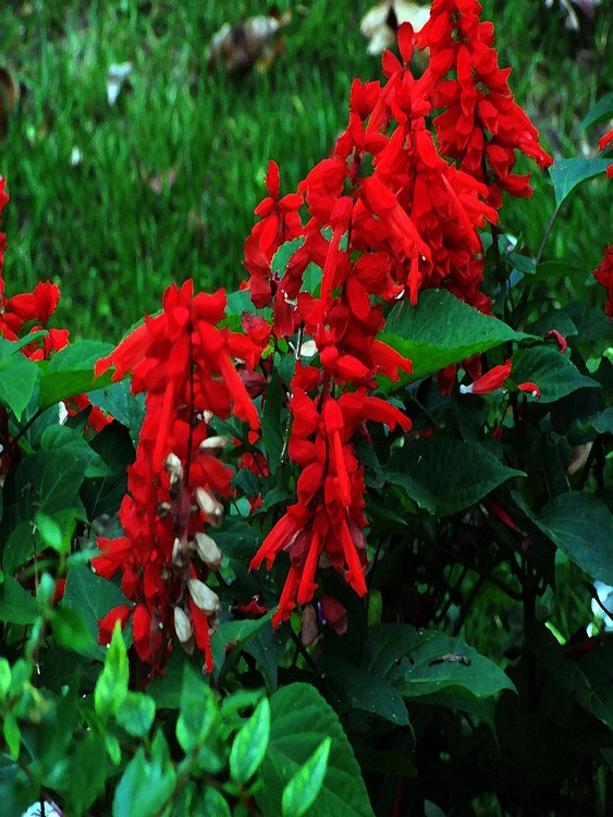 043018Tennessee Flowers Dry Brush
