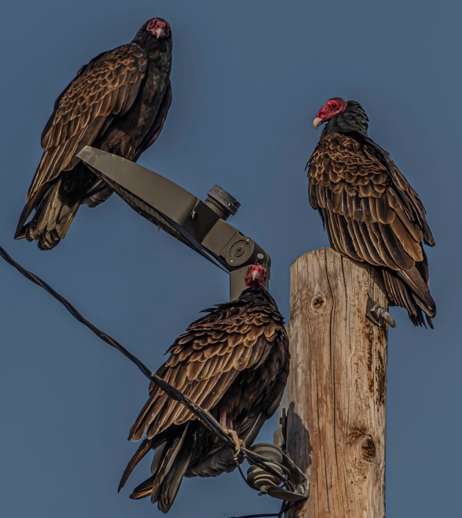 Turkey Vultures at the Switchyard - March 27  2026