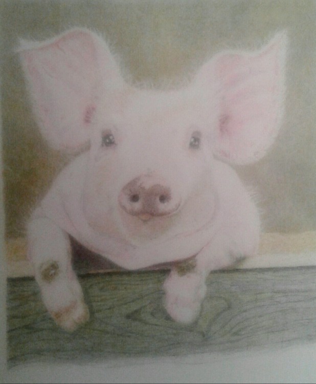 Little piglet