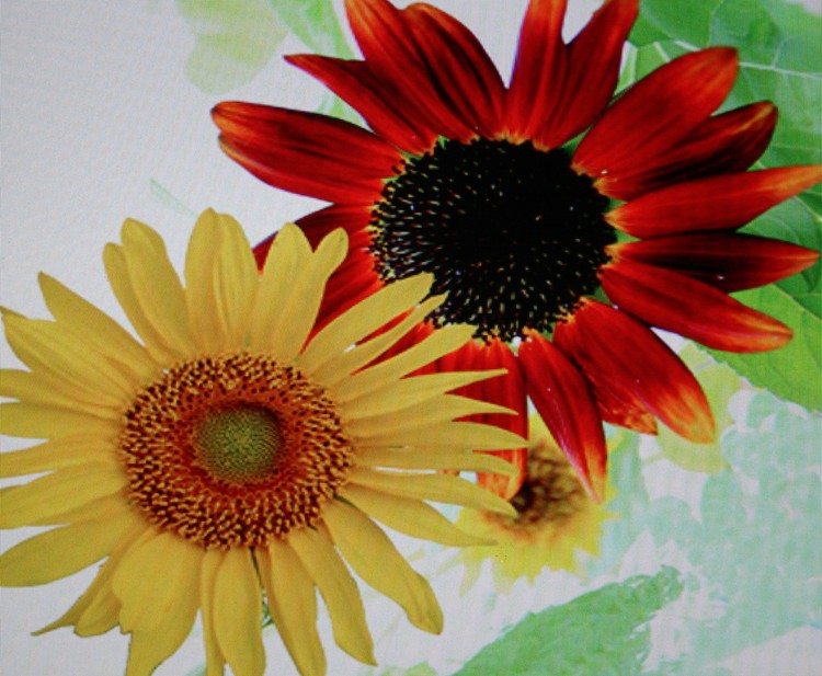 Yellow & red sunflowers