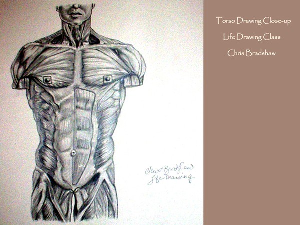 Human Torso