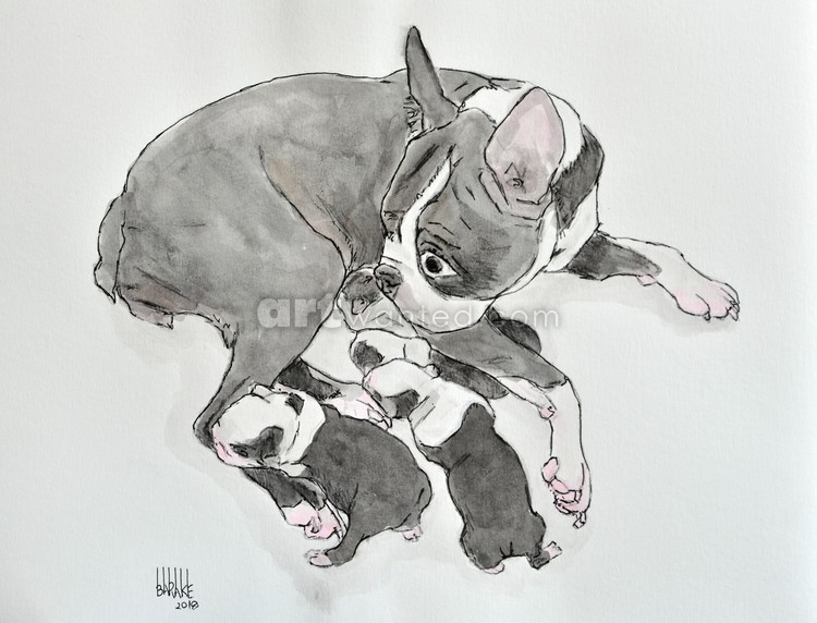 BOSTON TERRIER MATERNITY