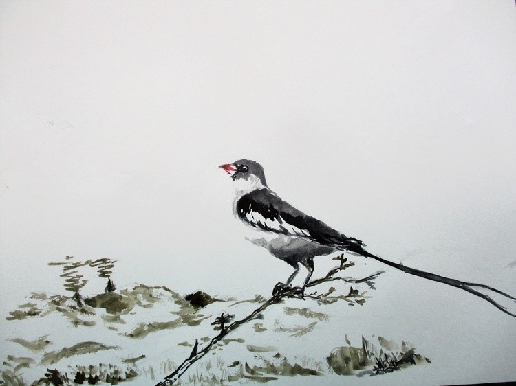 Pin-tailed Whydah (male in full breeding plumage)
