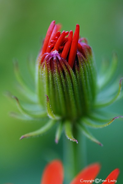 Red Fingers