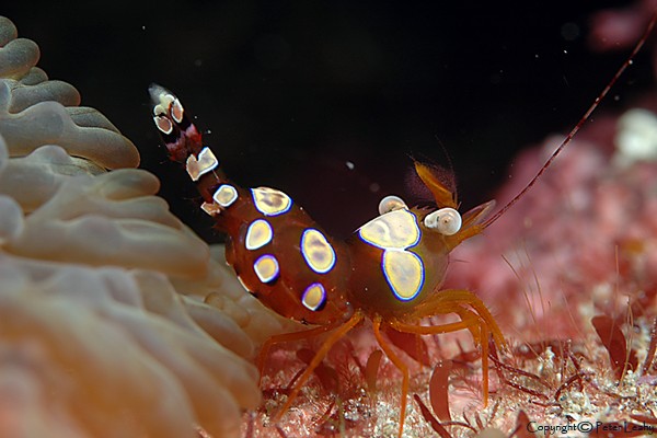 Squat Anemone Shrimp
