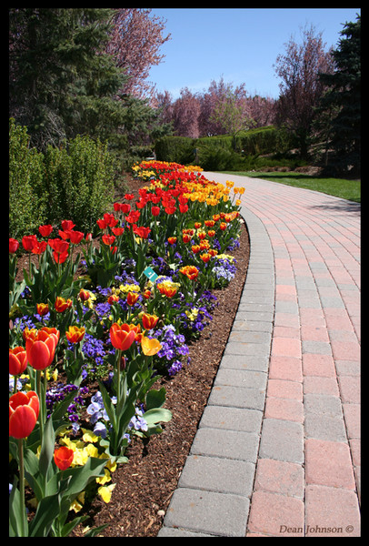 Tulip Fest 3