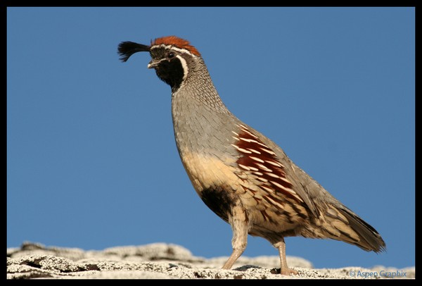 Gettin' His Strut On