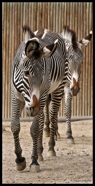 Pin Striped Tux