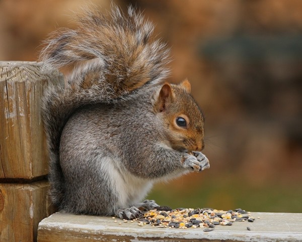 Back porch Squirrel