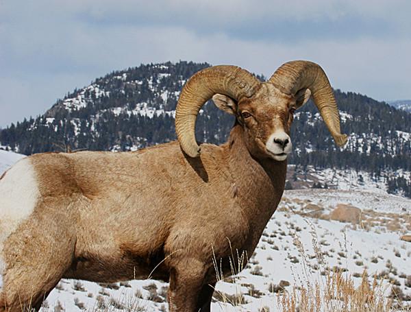 Big Horn Sheep