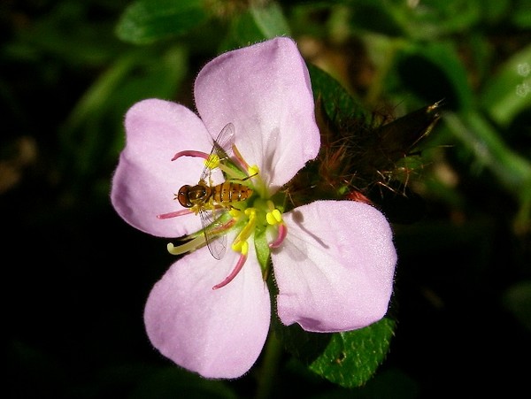 Colorful - Flower and Bug