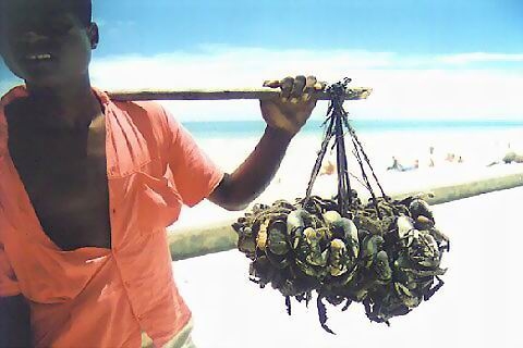 The man of the crabs