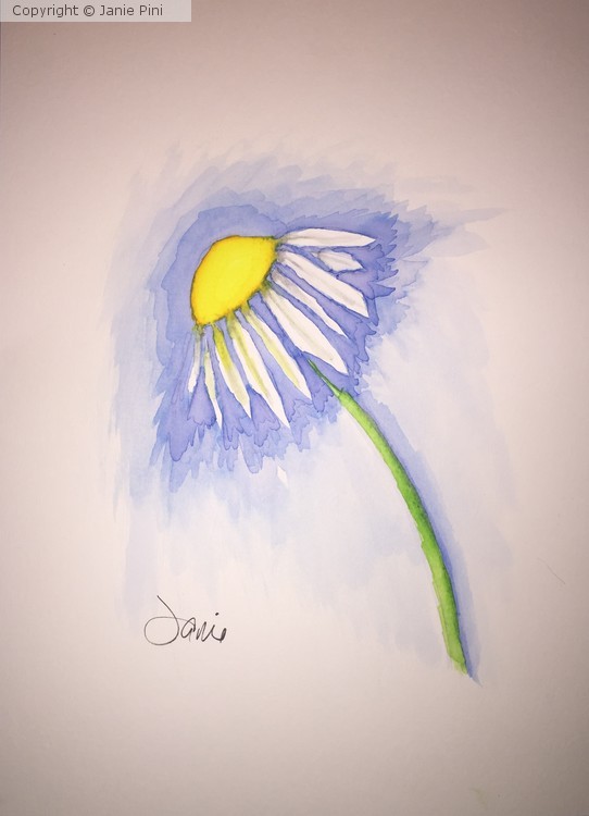 Adon’s Daisy
