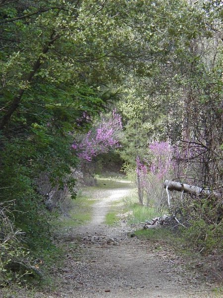 Redbud Path