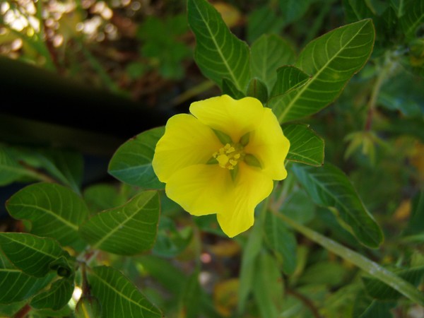 Another Yellow Water Lily