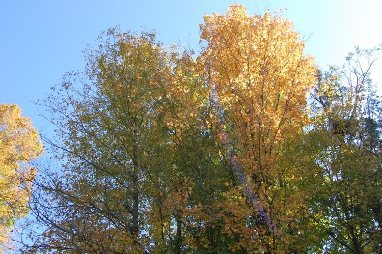 Trees