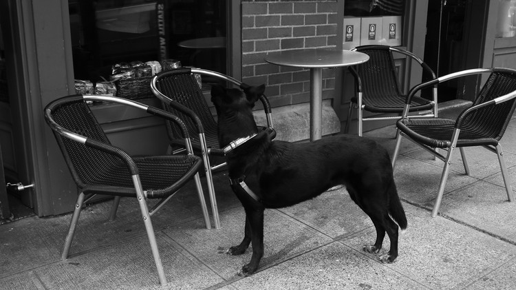 A Good Boy in Black and White