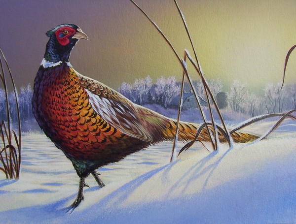 Pheasant