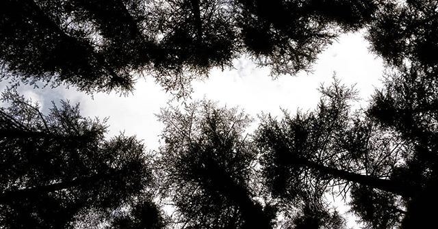 Between every two pines is a doorway to a new world.