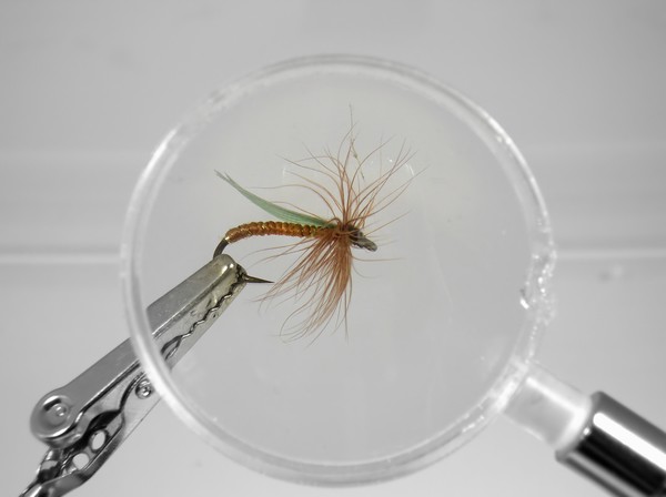 Trout Fly Under Glass
